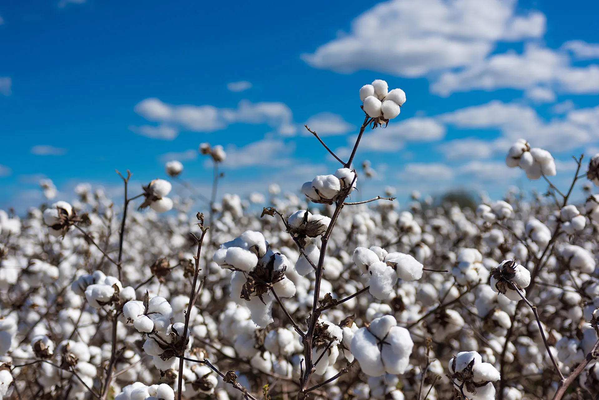 A cotton field in bloom under an open sky.